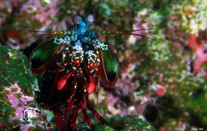 Maldives 2021 - Squille multicolore - Peacock mantis shrimp - Odontodactylus scyllarus - DSC00278_rc